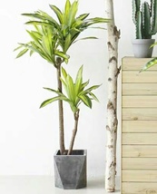 北欧仿真植物4尺120cm巴西木黄心巴西客厅落地装饰摆设绿植盆栽假树