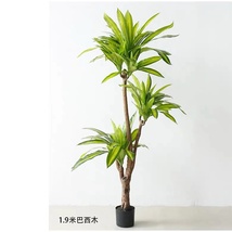 北欧仿真植物5.5尺170cm巴西木黄心巴西客厅落地装饰摆设绿植盆栽假树