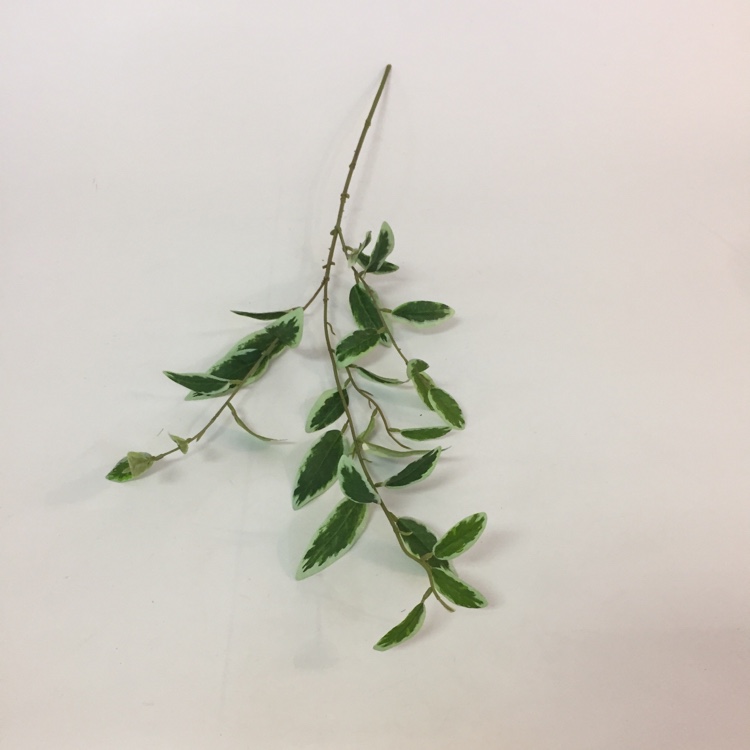 3叉小橄榄叶仿真绿植绿叶摆放花草细节图