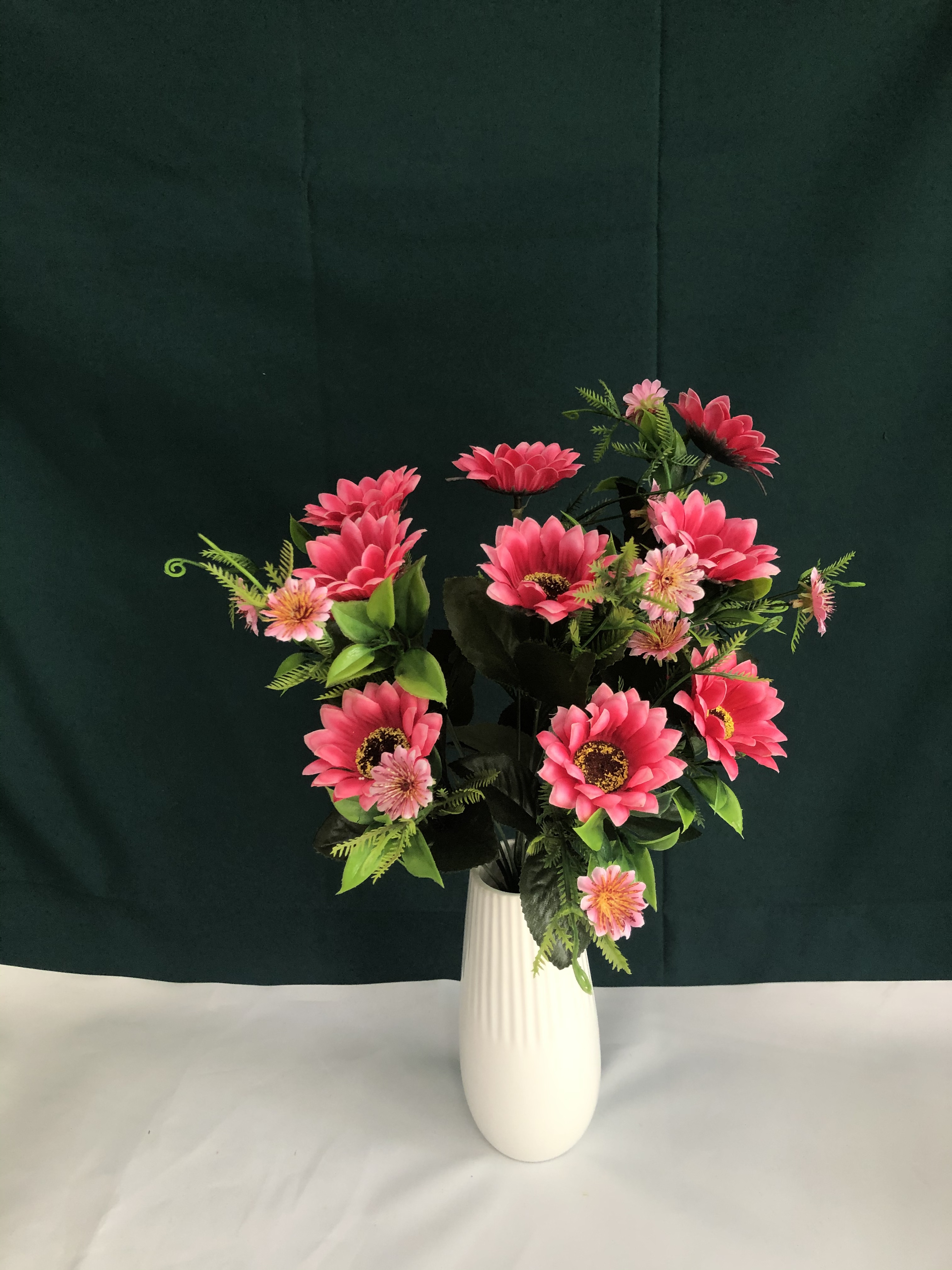 12头太阳菊花白底实物图