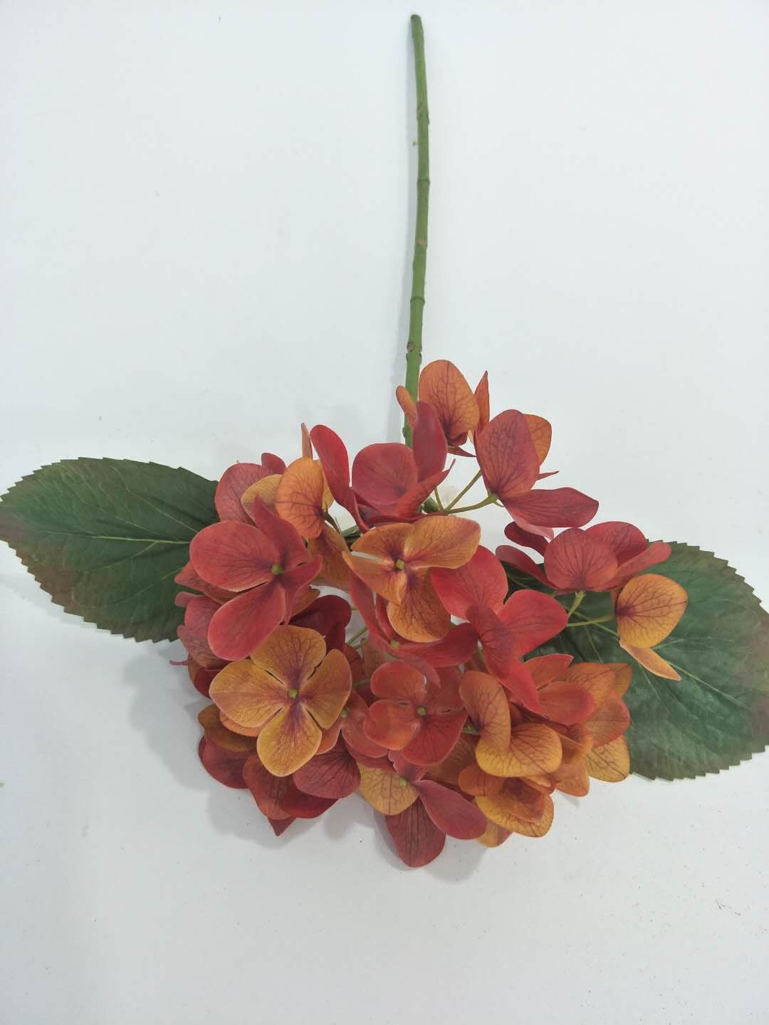 pG Hydrangea minor c
