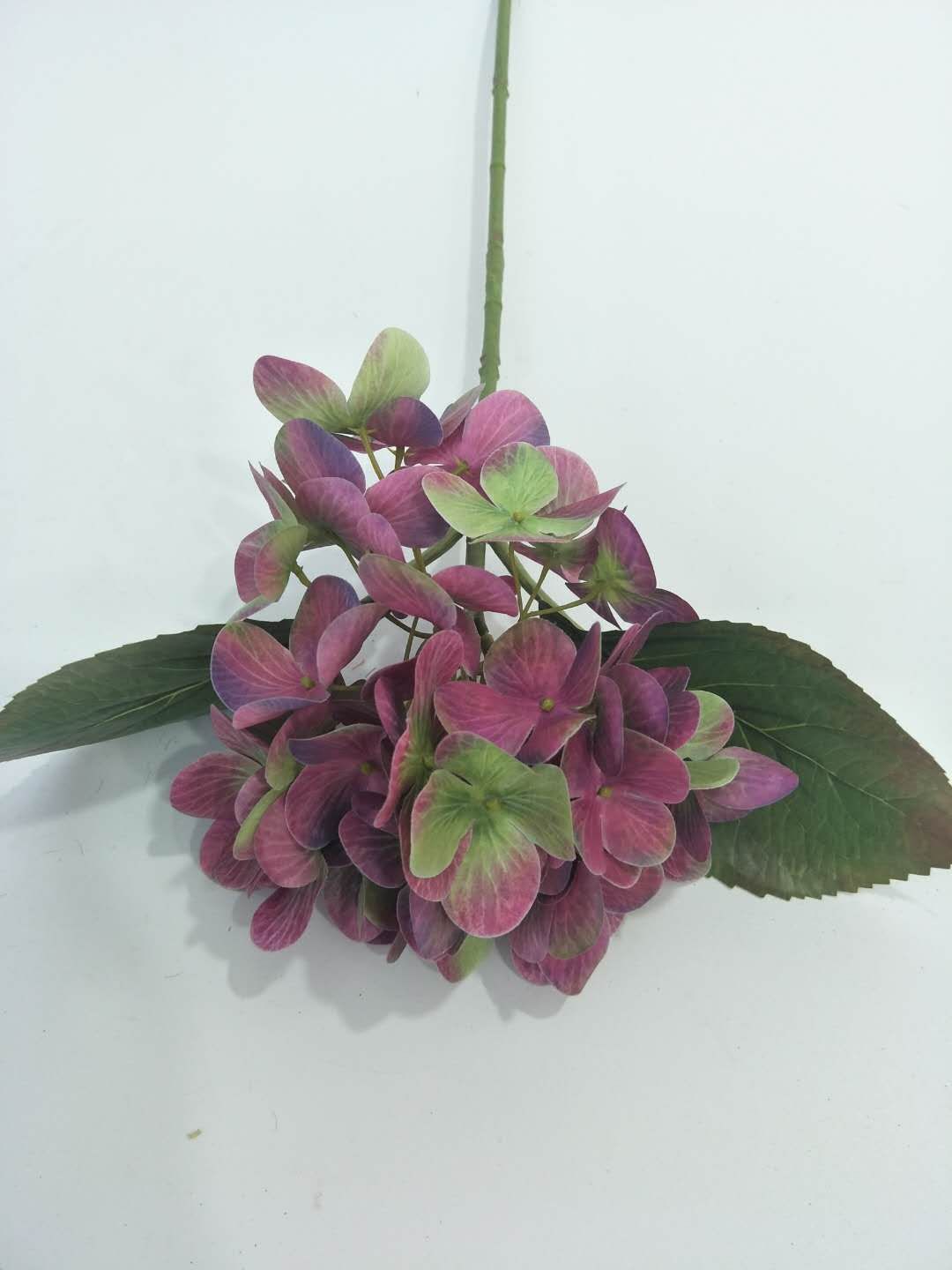pG Microhydrangea e thumbnail