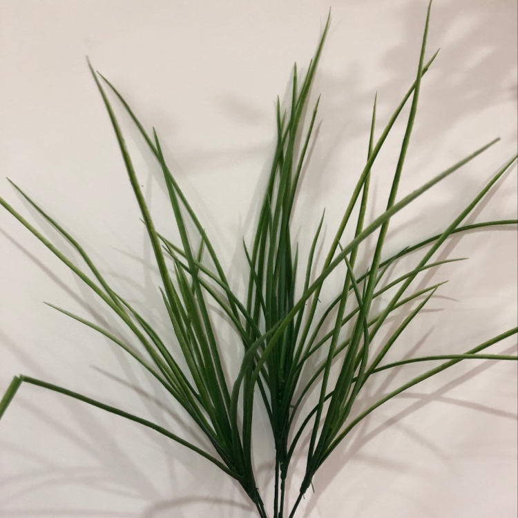 仿真花/塑料胶草产品图