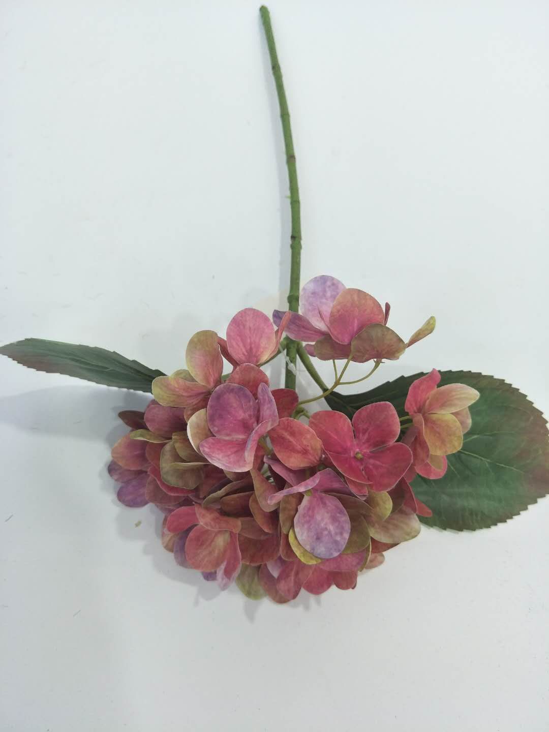 pG Hydrangea minor b thumbnail