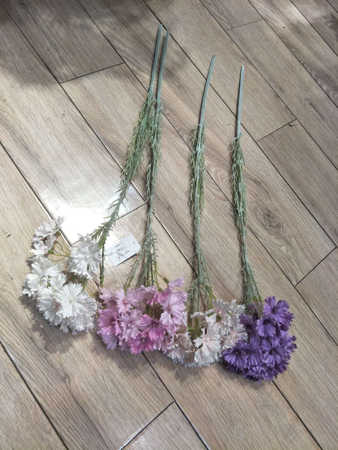 Phytophyllous carnation