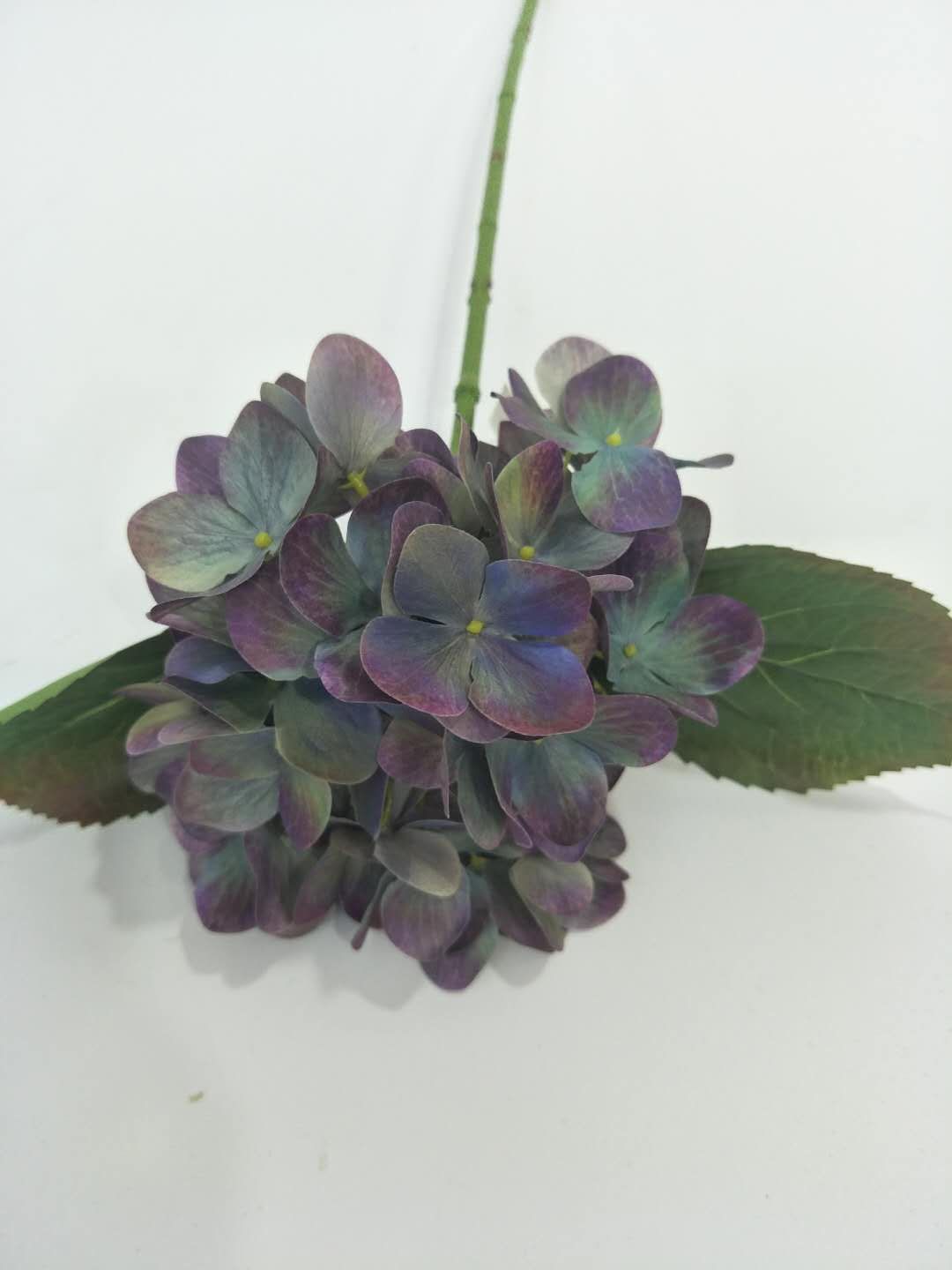 pG Microhydrangea d thumbnail