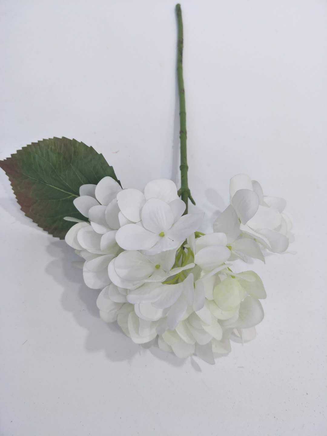 pG Hydrangea minor a
