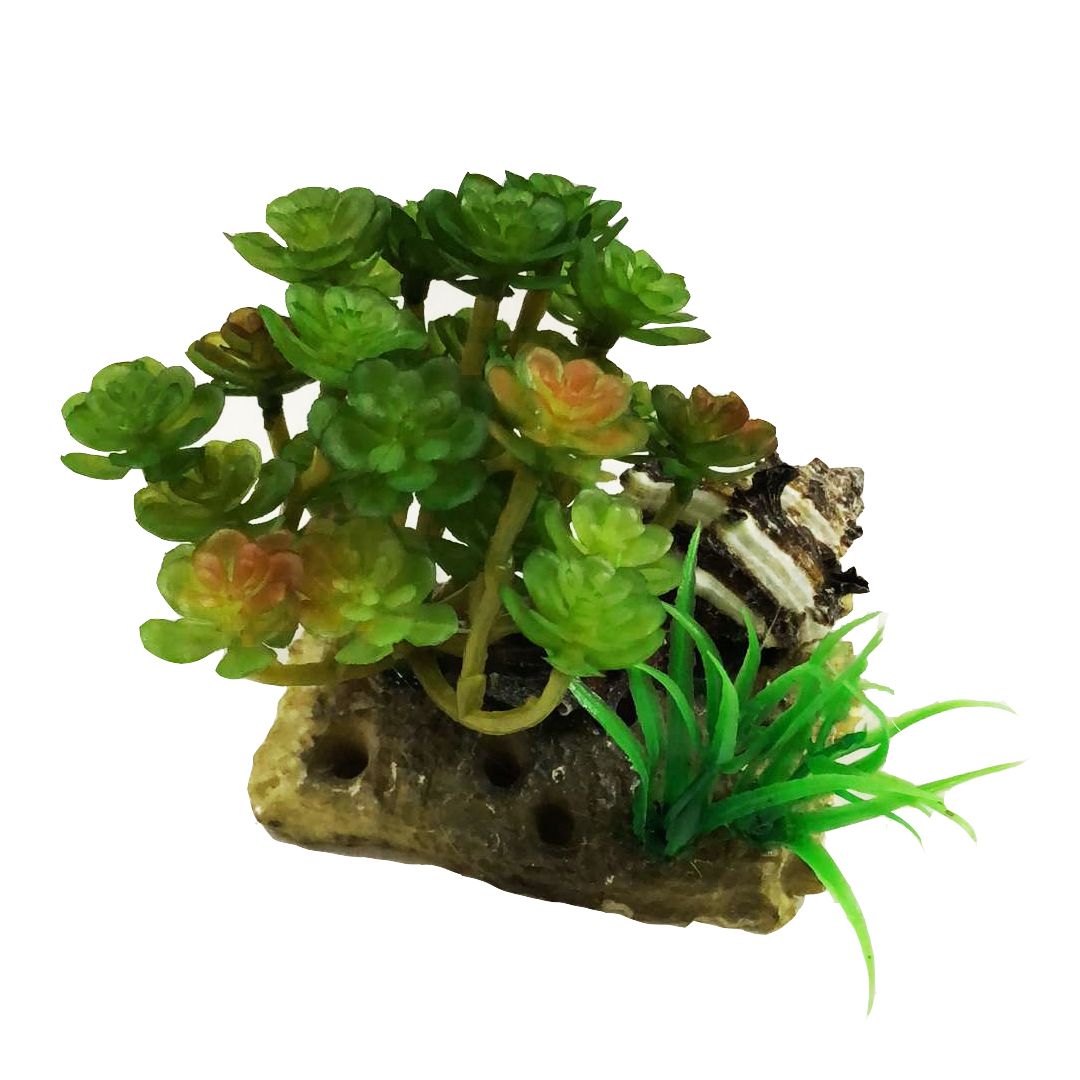 贝壳多肉水草细节图