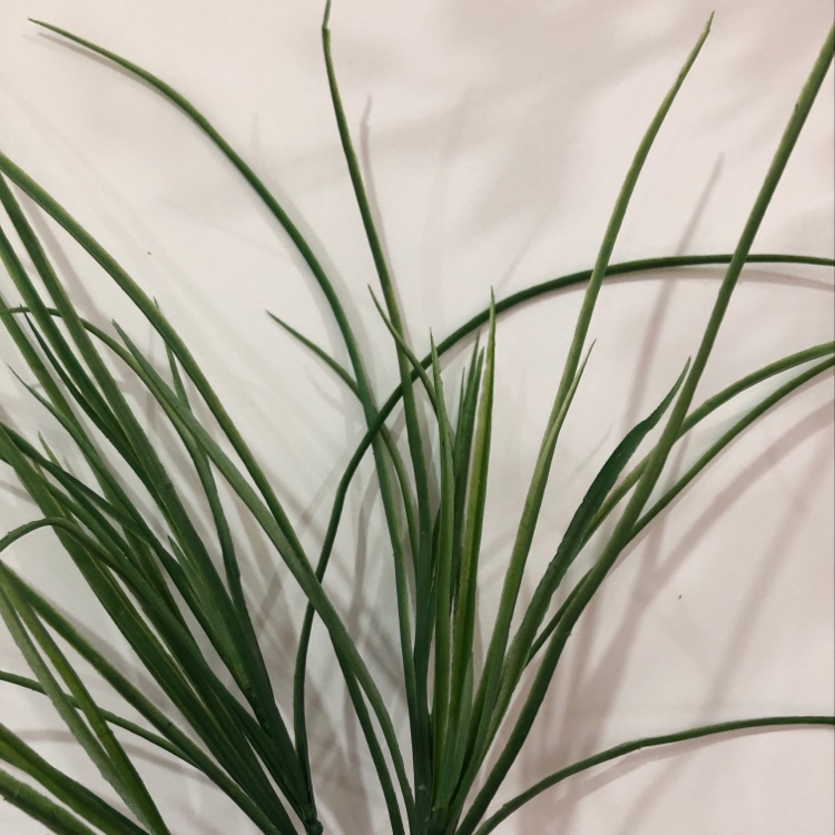 仿真花/塑料胶草细节图