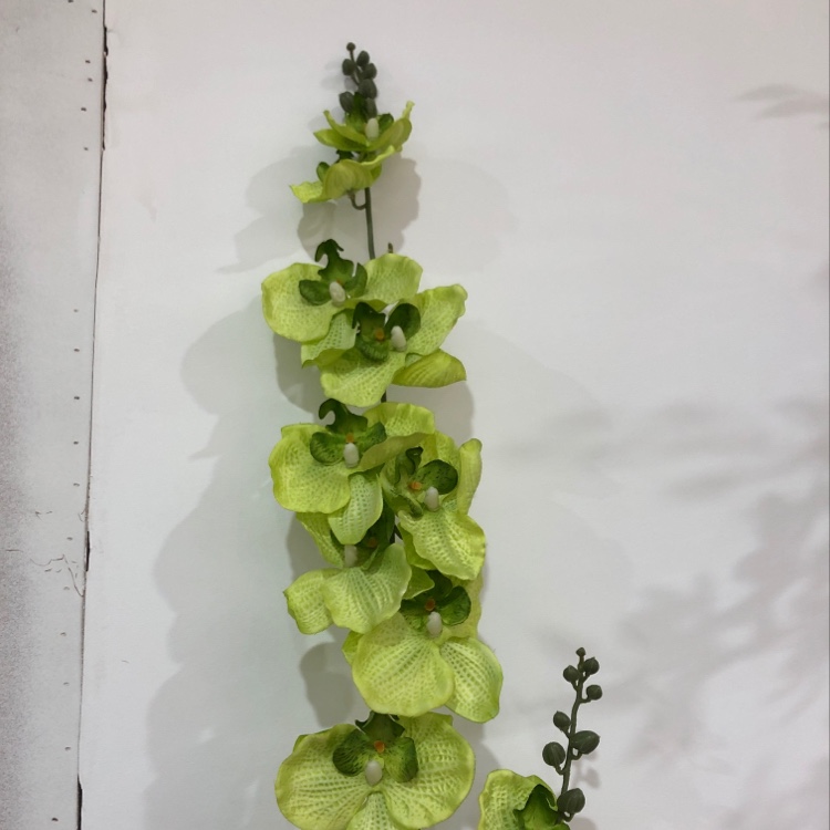 仿真花/蝴蝶兰白底实物图