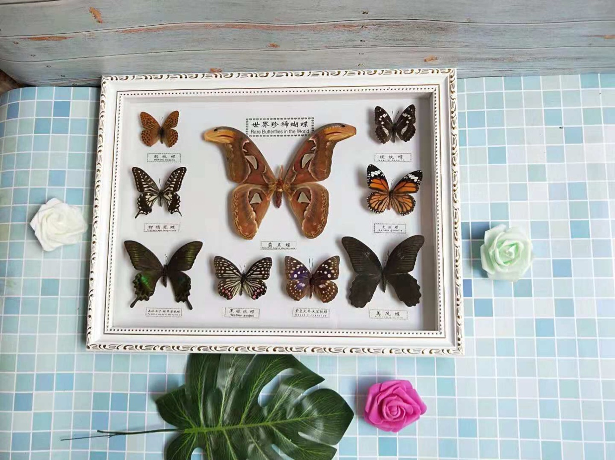 518 White Big 9 butterfly thumbnail