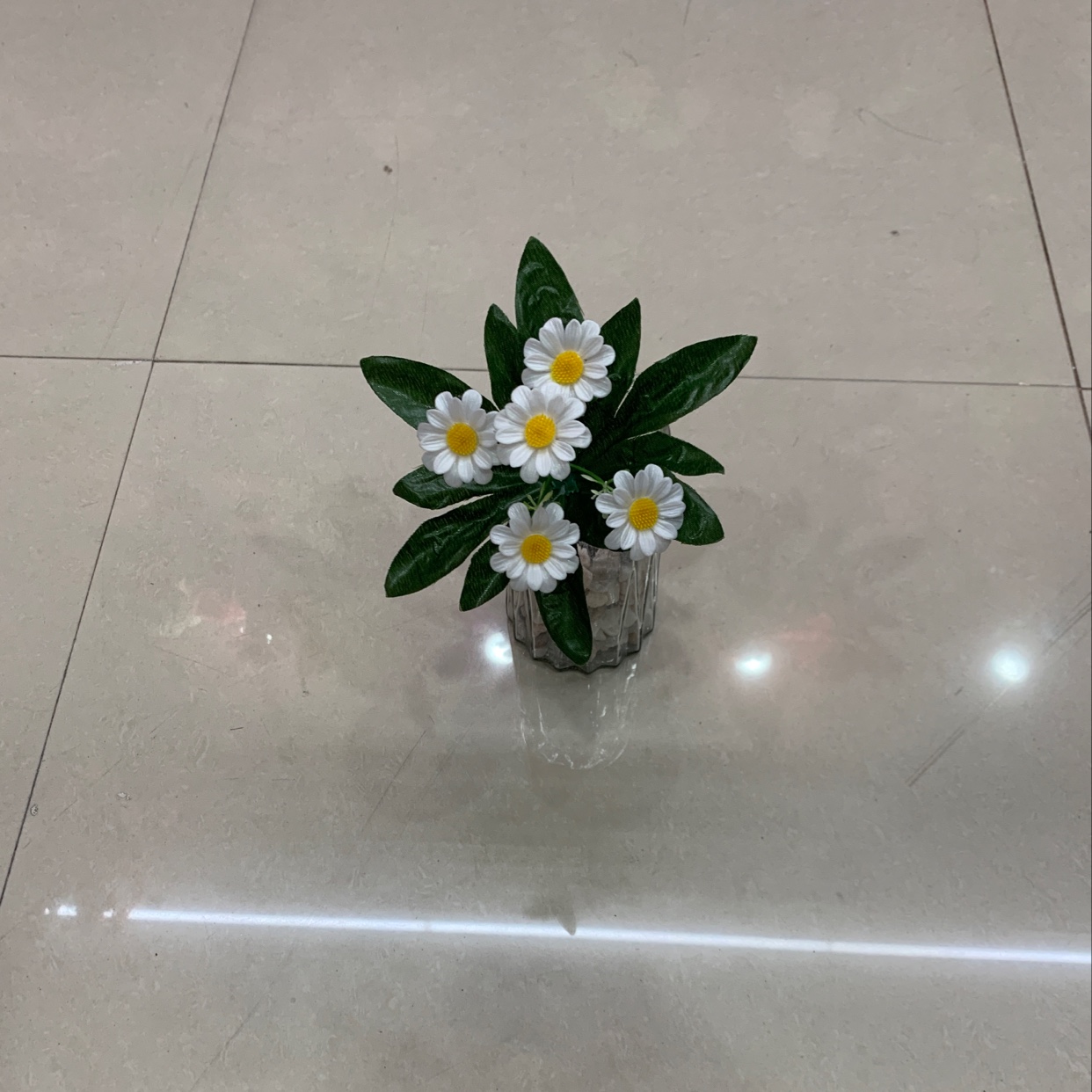 A single five-pronged wild chrysanthemum A single five-pronged wild chrysanthemum