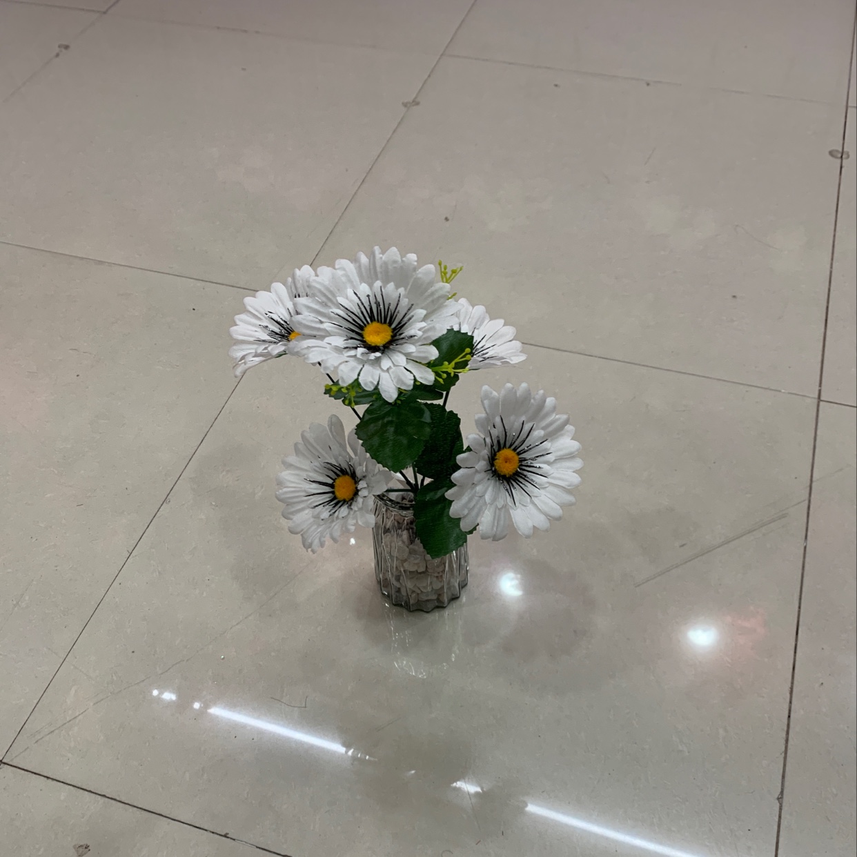 5头小雏菊