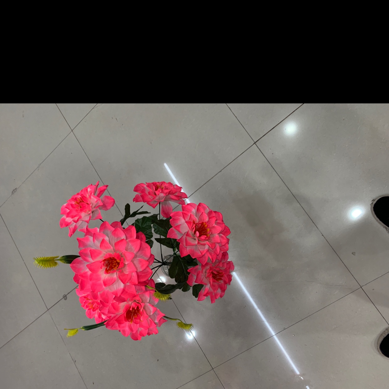 Seven medium-thick new peonies