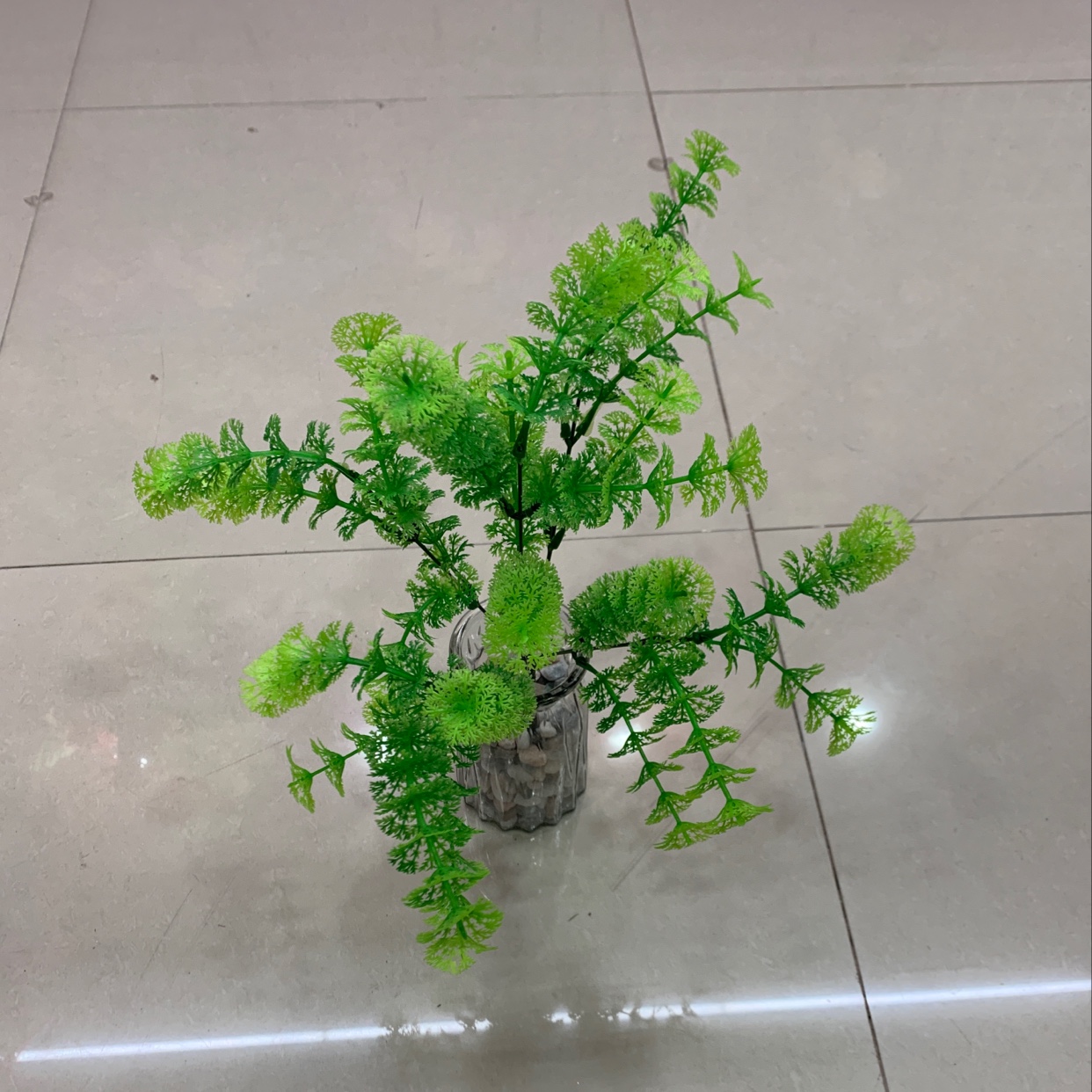 5 forks of 25 carrot grass 5 forks of 25 carrot grass