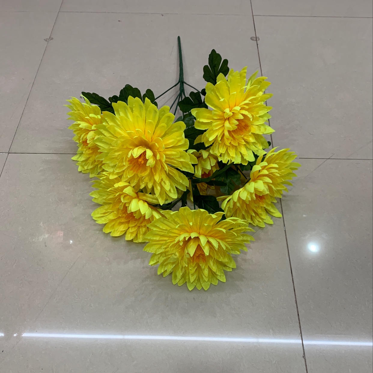Seven medium-thick, tall Polish chrysanthemums