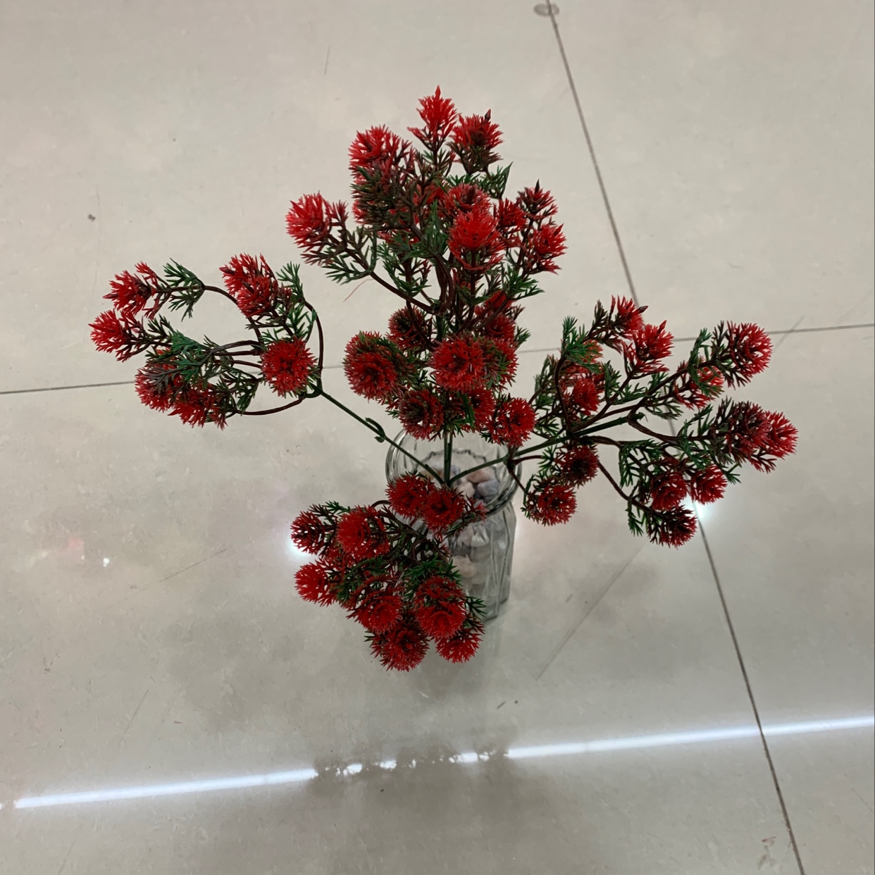 5叉25叉柏松草