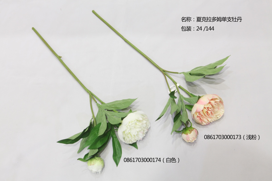 夏克拉多姆单支牡丹
