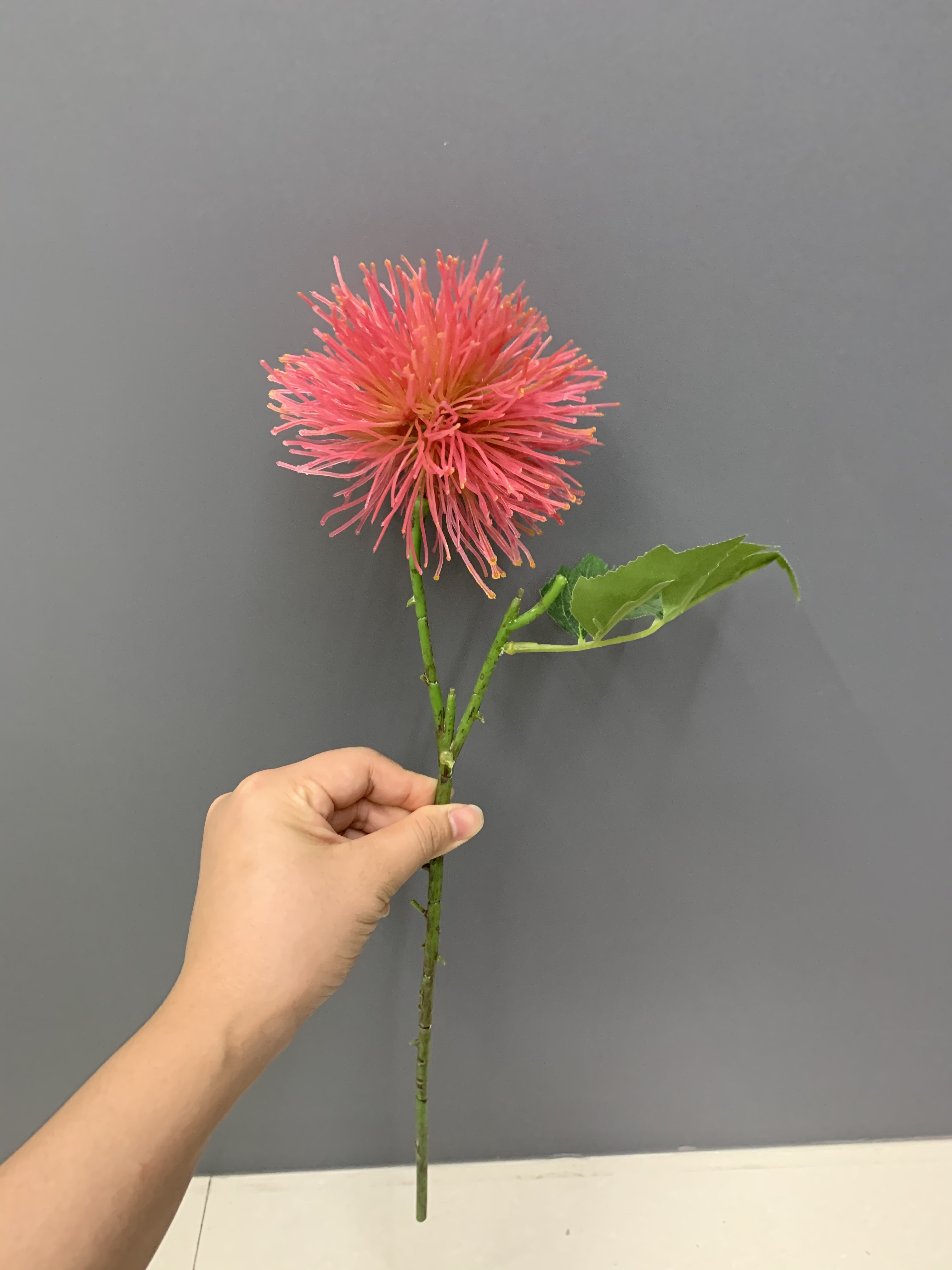 Small red flowers with silver leaves Application Scenario
