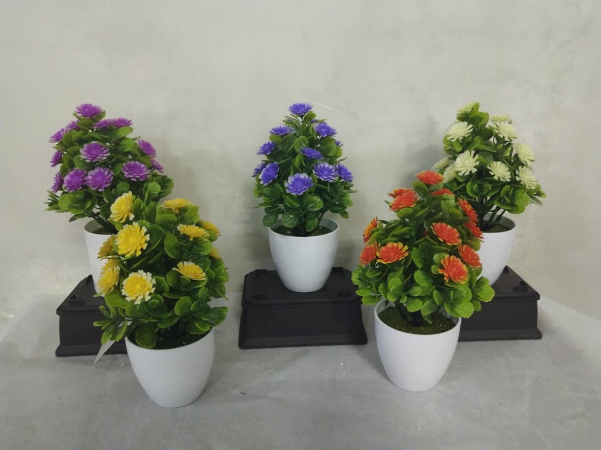 24目塔薄荷草菊花