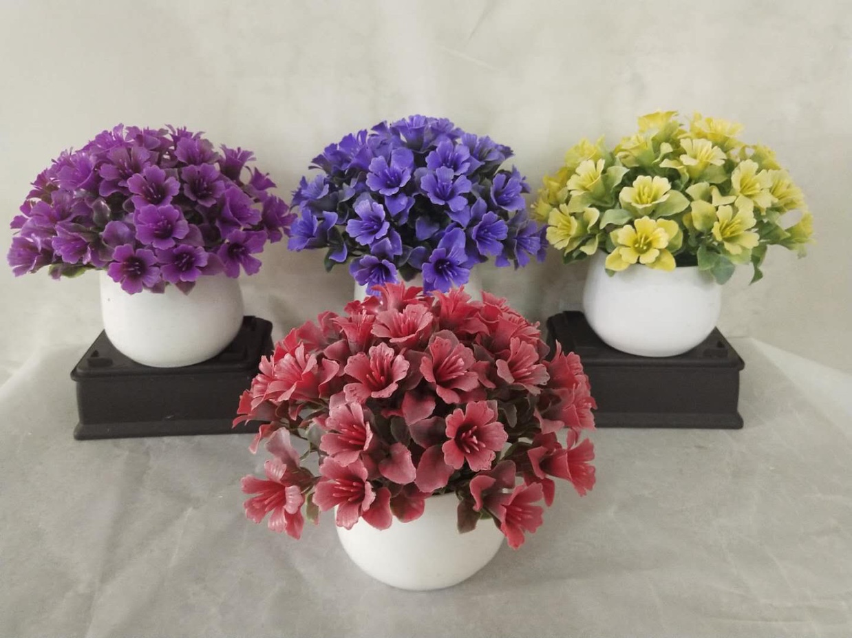 31目半圆喇叭草喷色