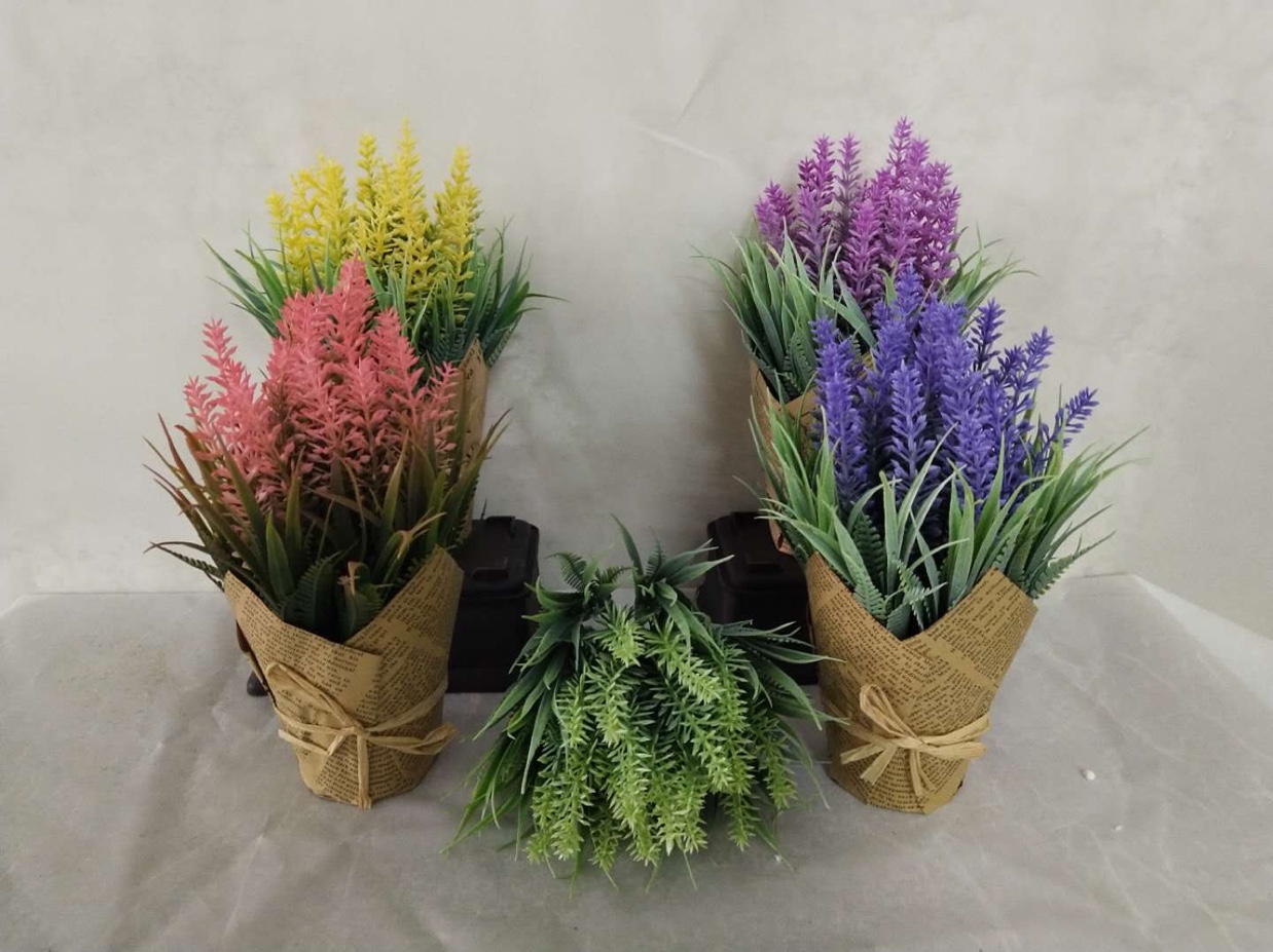 31目塔喷色大春草3456详情1