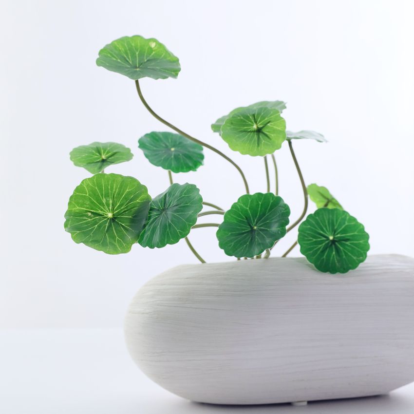 Simulated mini lotus leaf handle with a comfortable grip, simulated pennywort plant, artificial flower leaves, Pennywort HC31015, lotus leaf pennywort film