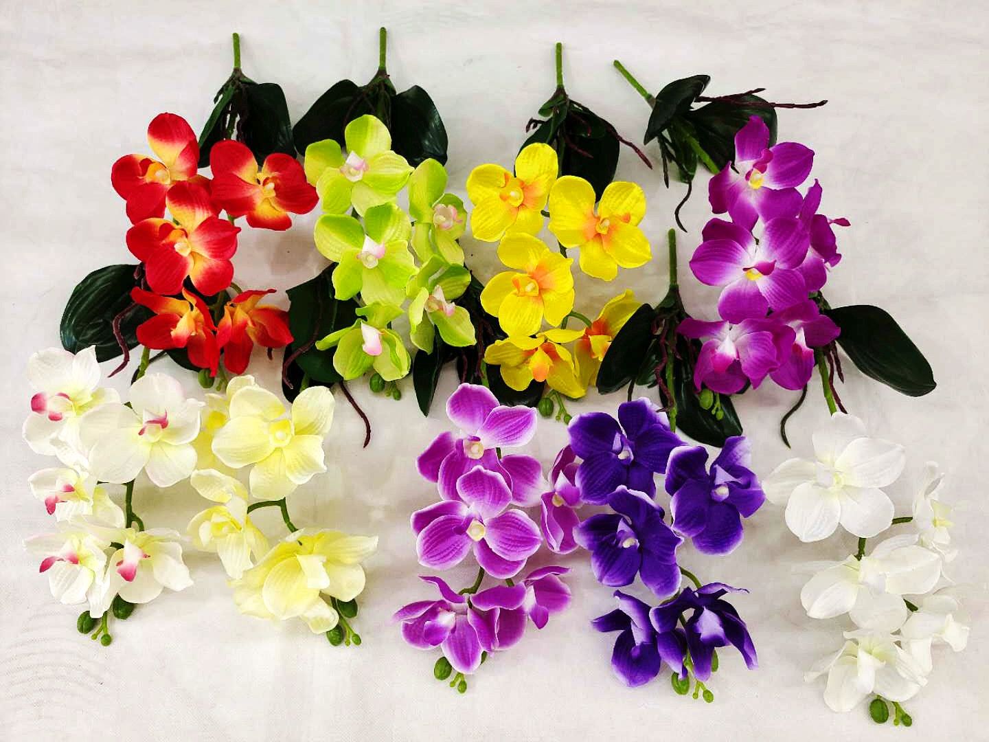 2020新款5头3叶斯绽兰带根