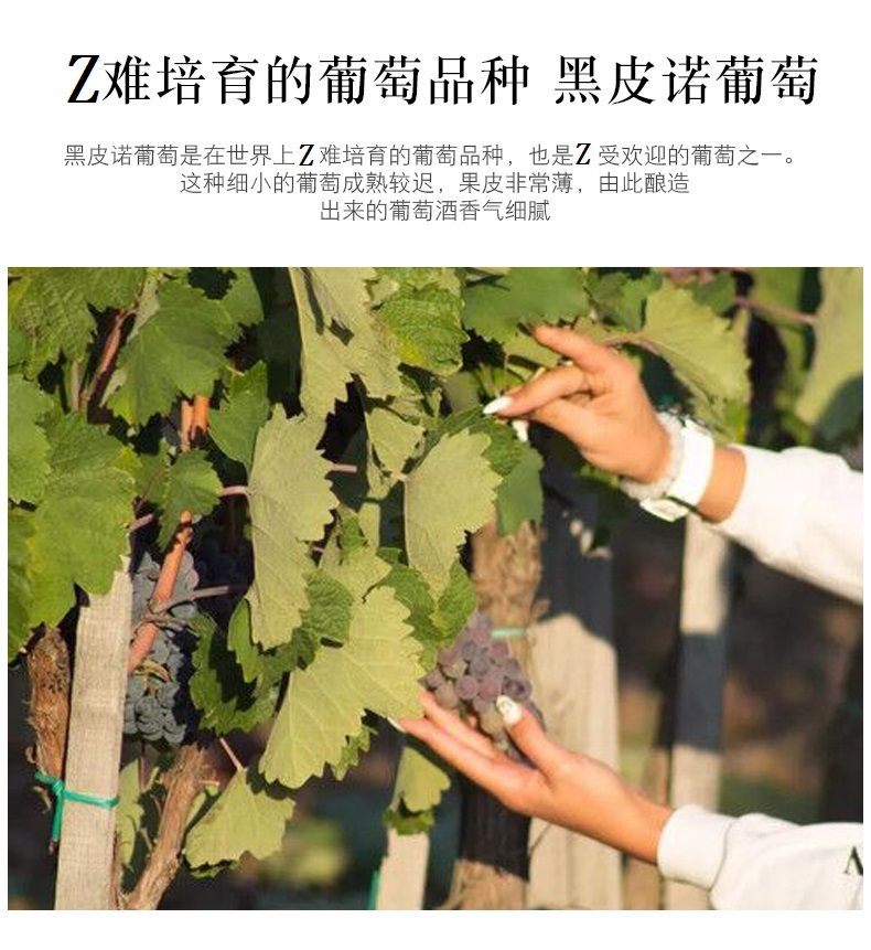 塞尔维亚红酒  黑比诺干红葡萄酒 酒庄原瓶进口  750ml单支装详情3