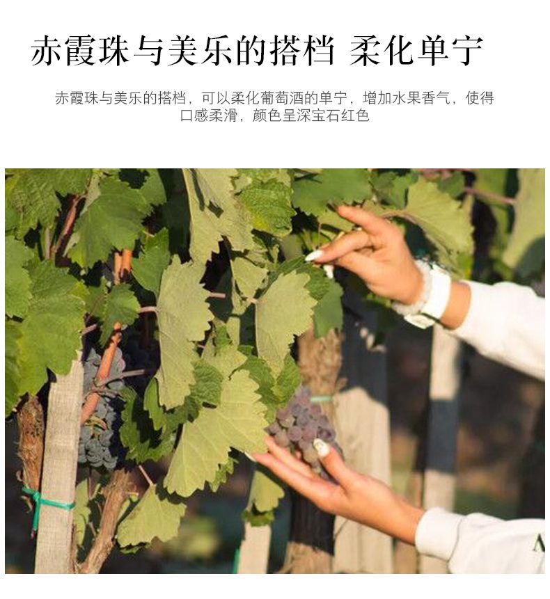 塞尔维亚红酒  布莱诺干红葡萄酒 酒庄原瓶进口 750ml单支装详情3