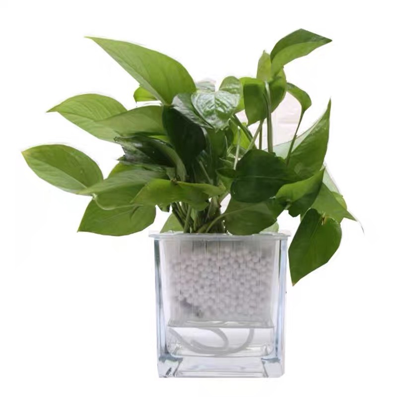水培花盆玻璃瓶创意方缸玻璃花瓶透明绿萝铜钱草水养植物器皿容器详情图2