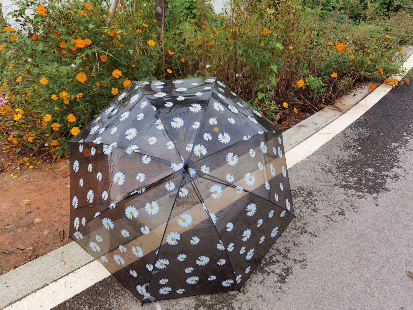 EVA环保伞，透明伞满版印小雏菊印花伞产品图