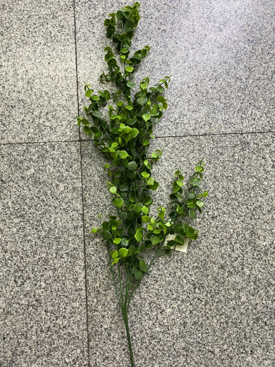 新品上市！尤加利绿植，空气净化神器，家居装饰必备，限时抢购，不买你会后悔！