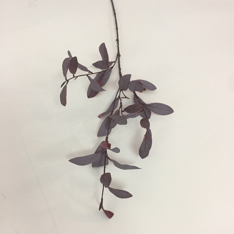 3叉小橄榄叶仿真绿植绿叶摆放花草详情图2