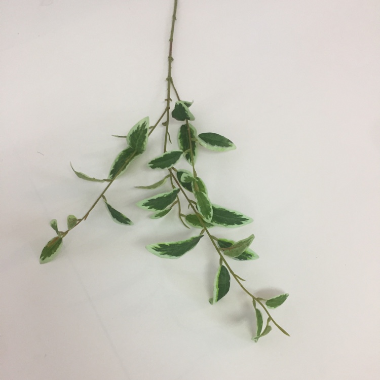 3叉小橄榄叶仿真绿植绿叶摆放花草详情图7