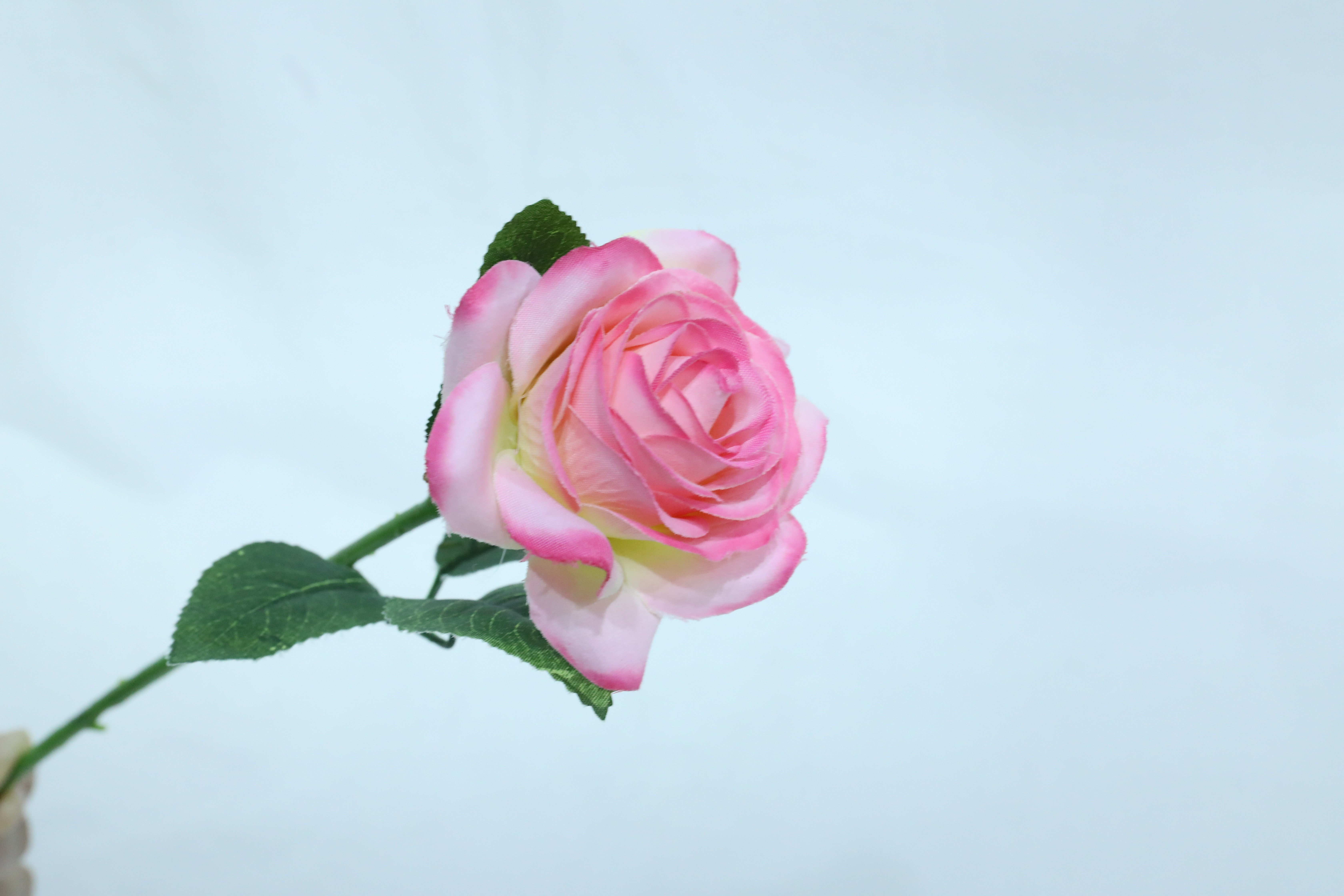 【远念花行】单头短枝情人玫瑰 多色可选 桌面装饰插花设计详情10