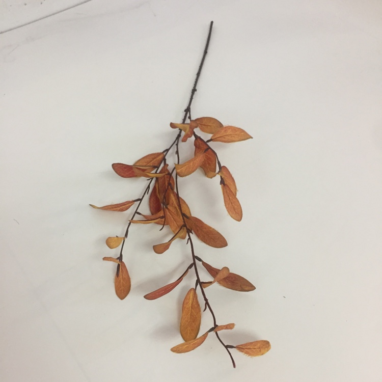 3叉小橄榄叶仿真绿植绿叶摆放花草详情图4