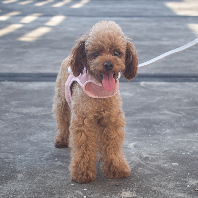 Upgraded version of the new pet leash and pet clothing from Han Gao You Pin Application Scenario