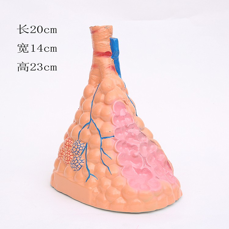 J3306肺泡放大模型 肺的组织结构 人体解剖 初中生物 教学仪器详情3