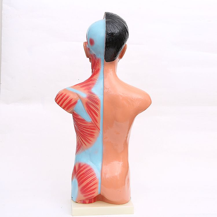 65CM躯干模型 人体躯干带15件内脏背解 人体标本模型 医学教学细节图
