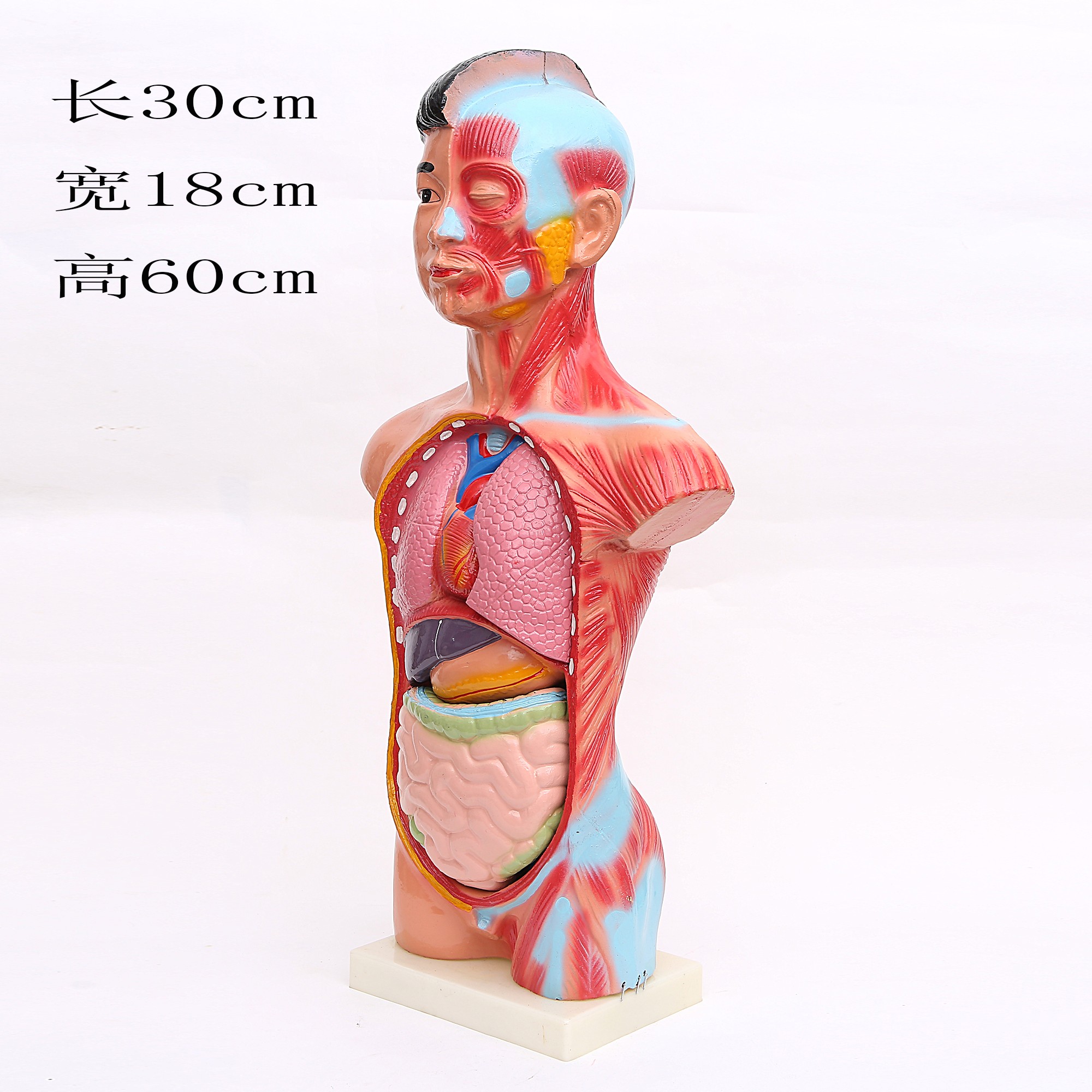 65CM躯干模型 人体躯干带15件内脏背解 人体标本模型 医学教学详情6