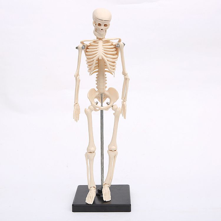 Genuine art with medical standard human skeleton skeleton model skeleton teaching model