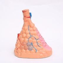 J3306肺泡放大模型 肺的组织结构 人体解剖 初中生物 教学仪器