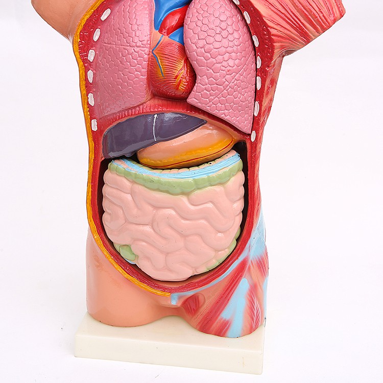 65CM躯干模型 人体躯干带15件内脏背解 人体标本模型 医学教学详情5