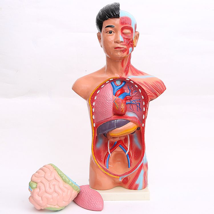 65CM躯干模型 人体躯干带15件内脏背解 人体标本模型 医学教学详情图6