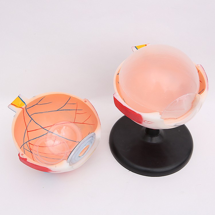 人体眼球模型 眼球解剖模型6倍大眼睛放大模型可拆卸眼构造演示用详情5
