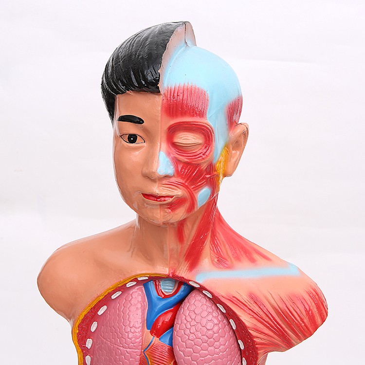 65CM躯干模型 人体躯干带15件内脏背解 人体标本模型 医学教学详情3