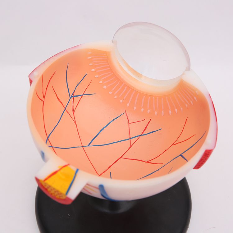 人体眼球模型 眼球解剖模型6倍大眼睛放大模型可拆卸眼构造演示用白底实物图