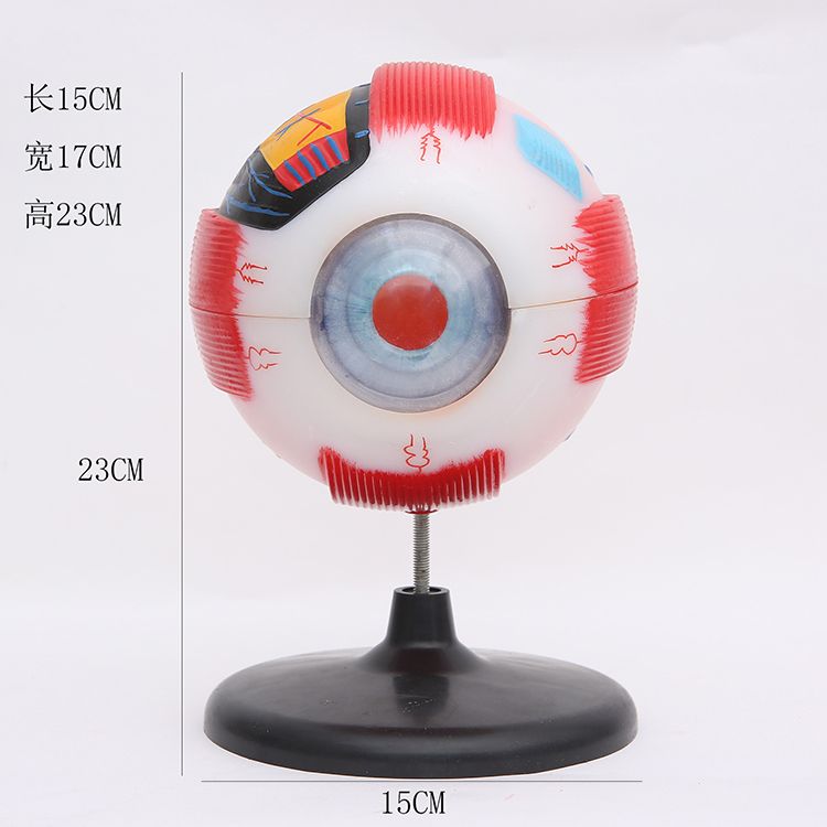 人体眼球模型 眼球解剖模型6倍大眼睛放大模型可拆卸眼构造演示用