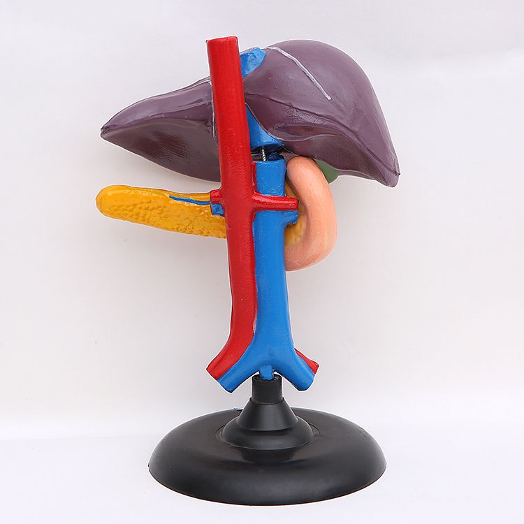 青华33216肝、十二指肠、胰脏生物模型生物科教仪器人体医学